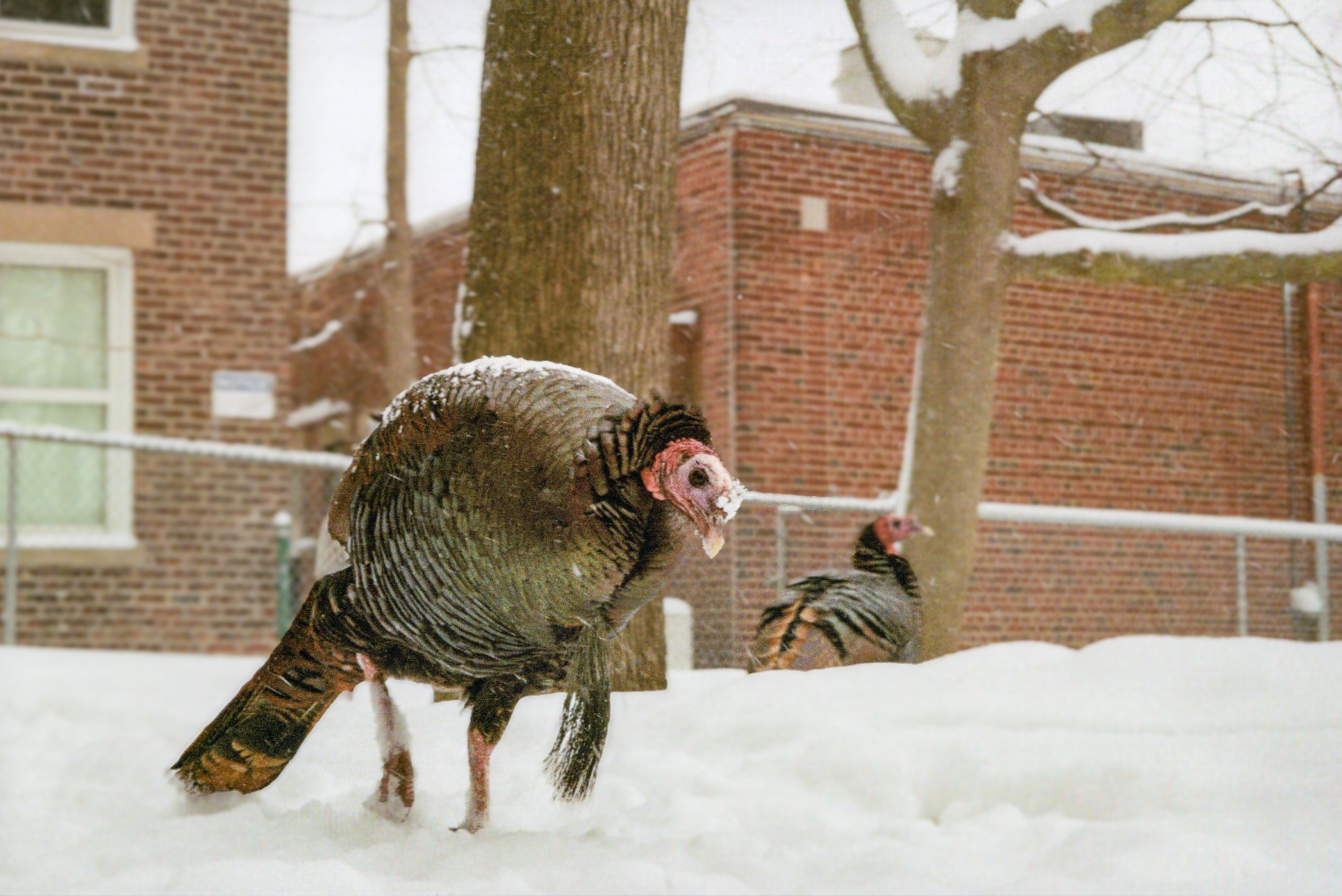 A wild turkey in the snow